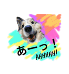 わんわんつぶやき日本語と英語1（個別スタンプ：2）