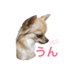 わんわんつぶやき日本語と英語1（個別スタンプ：3）