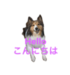 わんわんつぶやき日本語と英語1（個別スタンプ：4）