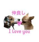 わんわんつぶやき日本語と英語1（個別スタンプ：5）
