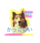 わんわんつぶやき日本語と英語1（個別スタンプ：11）