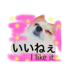 わんわんつぶやき日本語と英語1（個別スタンプ：14）