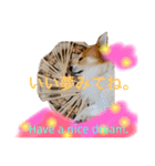 わんわんつぶやき日本語と英語1（個別スタンプ：15）