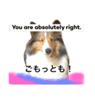 わんわんつぶやき日本語と英語1（個別スタンプ：19）