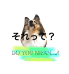 わんわんつぶやき日本語と英語1（個別スタンプ：21）