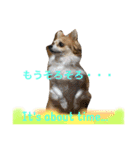 わんわんつぶやき日本語と英語1（個別スタンプ：23）