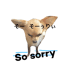 わんわんつぶやき日本語と英語2（個別スタンプ：3）
