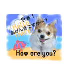 わんわんつぶやき日本語と英語2（個別スタンプ：8）