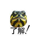 かめ吉（個別スタンプ：2）