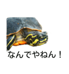 かめ吉（個別スタンプ：4）