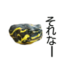 かめ吉（個別スタンプ：5）