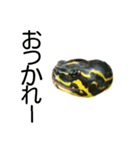 かめ吉（個別スタンプ：8）