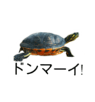 かめ吉（個別スタンプ：9）