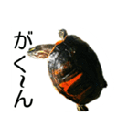 かめ吉（個別スタンプ：11）