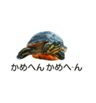 かめ吉（個別スタンプ：12）