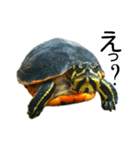 かめ吉（個別スタンプ：13）