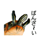 かめ吉（個別スタンプ：16）