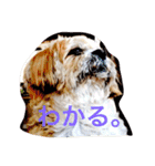 シーズーのうーたん（個別スタンプ：3）