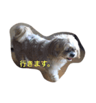 シーズーのうーたん（個別スタンプ：4）