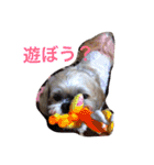シーズーのうーたん（個別スタンプ：5）