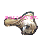 シーズーのうーたん（個別スタンプ：8）