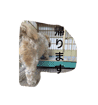 シーズーのうーたん（個別スタンプ：10）