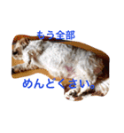 シーズーのうーたん（個別スタンプ：12）