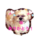 シーズーのうーたん（個別スタンプ：13）