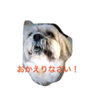 シーズーのうーたん（個別スタンプ：21）