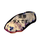 シーズーのうーたん（個別スタンプ：24）