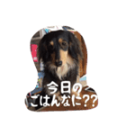 ハナちゃんとイルくん（個別スタンプ：2）