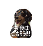 ハナちゃんとイルくん（個別スタンプ：3）