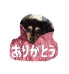 ハナちゃんとイルくん（個別スタンプ：5）