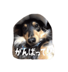 ハナちゃんとイルくん（個別スタンプ：10）