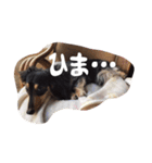 ハナちゃんとイルくん（個別スタンプ：14）