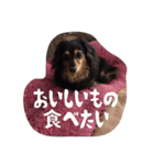 ハナちゃんとイルくん（個別スタンプ：15）