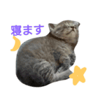 灰猫（個別スタンプ：1）