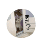 灰猫（個別スタンプ：2）