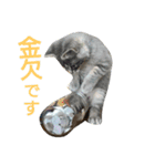 灰猫（個別スタンプ：3）