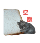 灰猫（個別スタンプ：5）