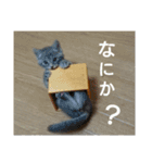 灰猫（個別スタンプ：7）