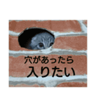 灰猫（個別スタンプ：9）