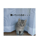 灰猫（個別スタンプ：10）