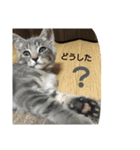 灰猫（個別スタンプ：11）