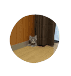 灰猫（個別スタンプ：13）