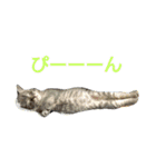 灰猫（個別スタンプ：14）