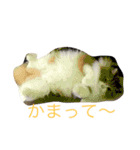 モフ猫ふわ蔵（個別スタンプ：1）