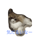 モフ猫ふわ蔵（個別スタンプ：2）