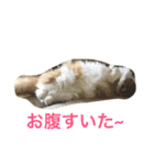 モフ猫ふわ蔵（個別スタンプ：4）
