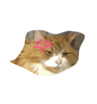 モフ猫ふわ蔵（個別スタンプ：5）